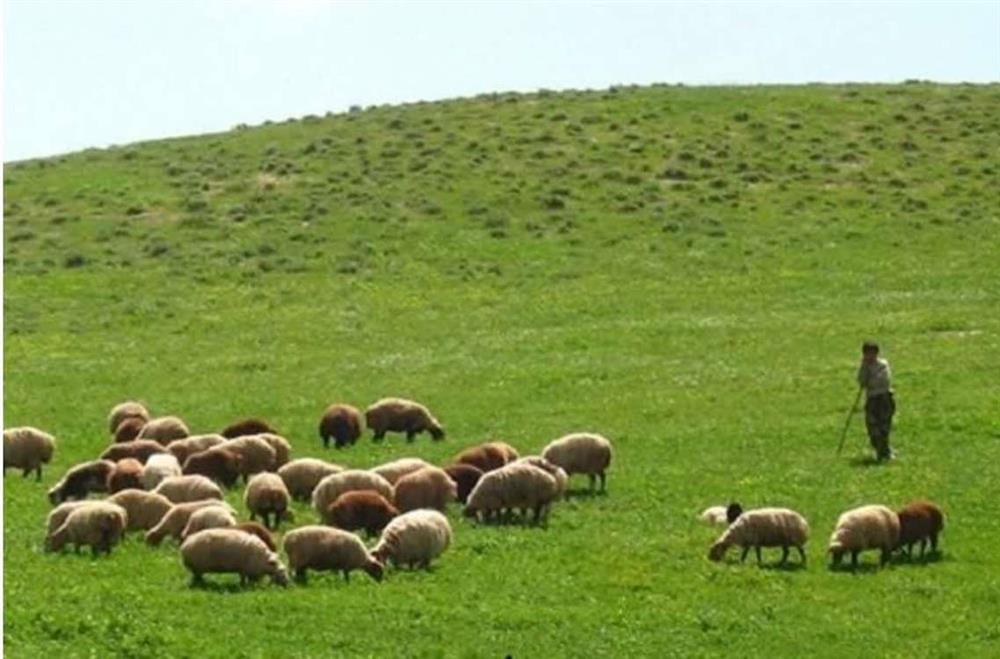مرتعداران استان تهران برای ثبت مشخصات در سامانه سمطا و اخذ شناسه یکتا اقدام کنند